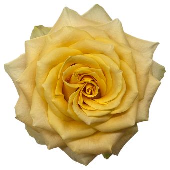 Turtle yellow roses offer playful charm and warmth, perfect for cheerful weddings, baby showers, or bright floral gifts.