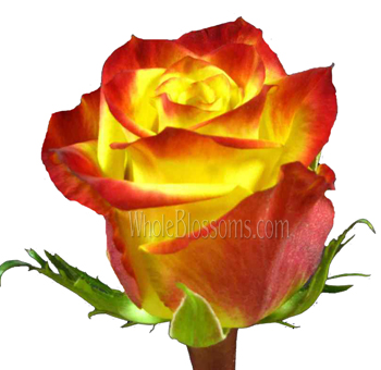 High & Magic Bicolor Rose with vibrant yellow petals and red edges.
