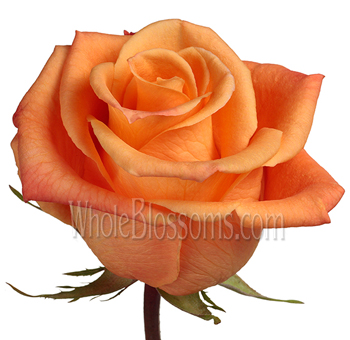Bold Orange Unique roses bring radiant charm, perfect for weddings, floral gifts, or premium event centerpieces.