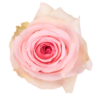 Vera roses embody soft vintage romance, perfect for garden-style wedding bouquets and timeless floral centerpieces.