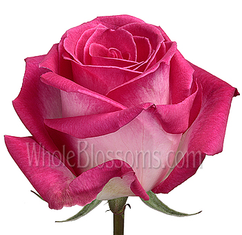 Elegant Verdi roses in bold bicolor dark pink tones, ideal for romantic weddings, luxury events, or heartfelt floral arrangements.
