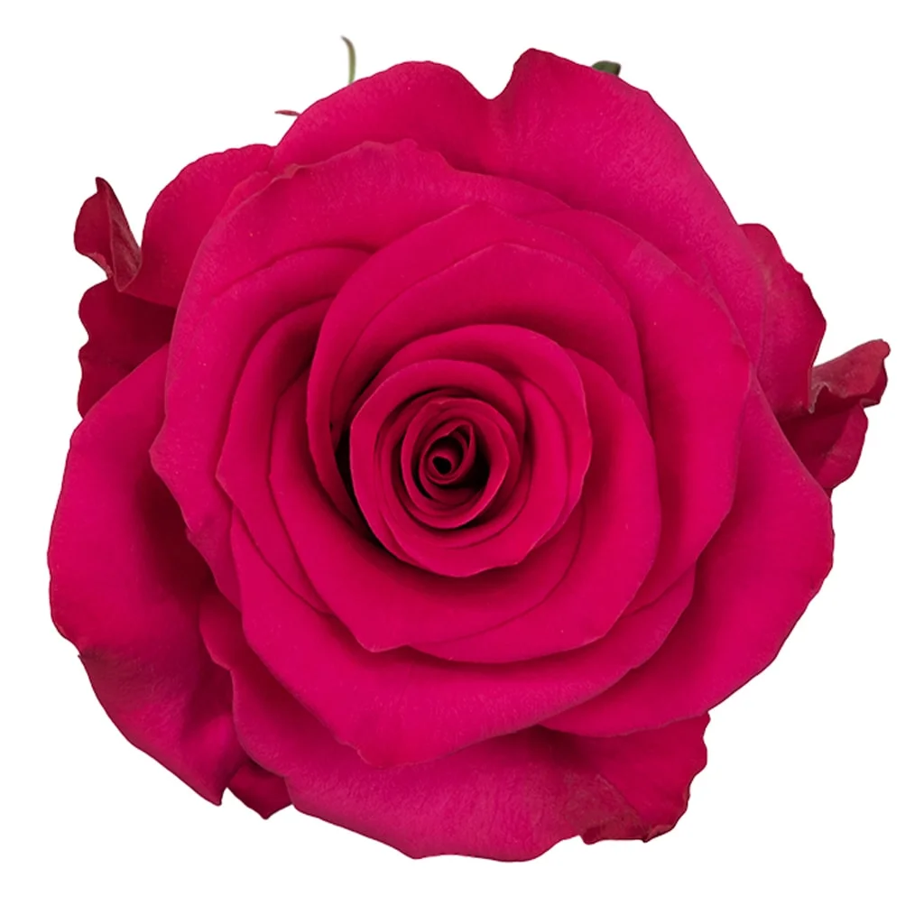 Hot Pink Roses - V.I. Pink with velvety petals and vibrant pink hues, perfect for weddings, romantic occasions, and elegant floral arrangements.