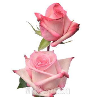 Vogue pink bicolor roses featuring soft pink petals with vibrant edges, perfect for weddings, events, and premium floral gifts.