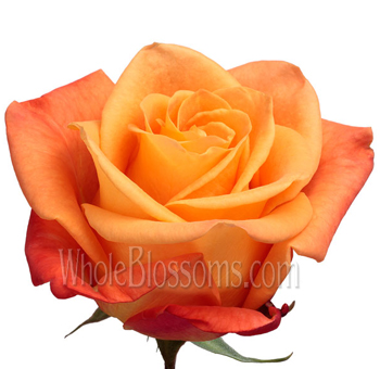 Fiery Voodoo orange roses add dramatic flair, ideal for striking wedding florals, celebration bouquets, or gifts.