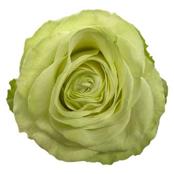 Wasabi green roses create modern, botanical beauty ideal for trend-forward weddings, fresh cut floral gifts, or upscale events.