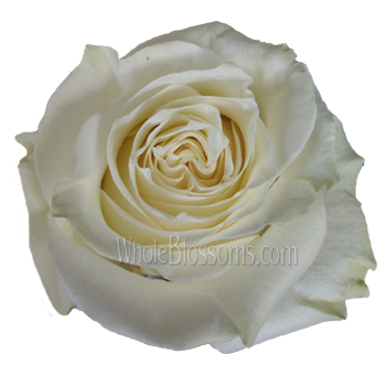 White Chocolate biological roses in creamy tones, perfect for weddings, events, and luxury floral arrangements.