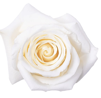White Dove roses symbolize pure love and unity, perfect for bridal arrangements, religious ceremonies, and elegant florals.