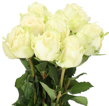 Adalonia white roses express pure elegance and grace, ideal for classic bridal bouquets, luxury events, and premium florals.