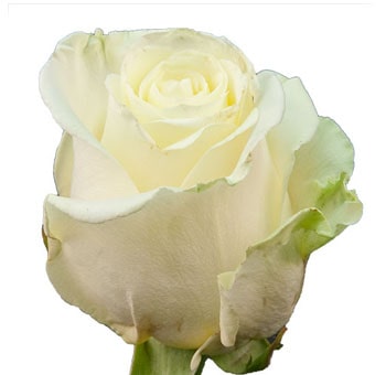 Close-up of Alessia White Rose with soft, creamy white petals, perfect for weddings and elegant floral arrangements from Whole Blossoms.