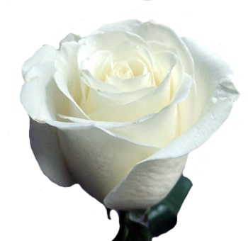 Elegant Blizzard White Biological Rose in full bloom with soft petals and a pure white color, perfect for wedding bouquets, floral arrangements, and classic event décor.