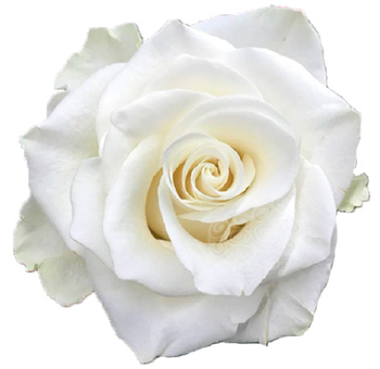 Close-up of Mia White Rose in full bloom, showcasing pure white petals and velvety texture.
