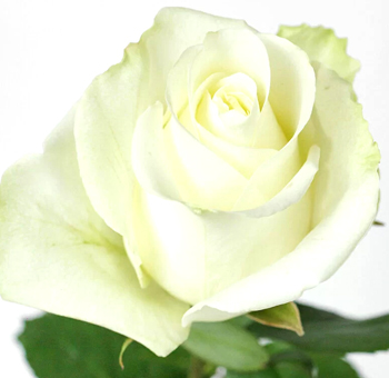 Close-up of Mohana Yellow Rose in full bloom, showcasing golden-yellow petals and velvety texture.