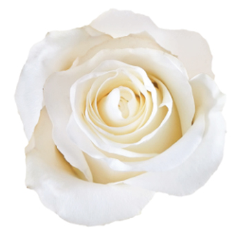 Nieve white roses exude snowy purity and elegance, ideal for classic bridal arrangements, winter weddings, and floral gifts.