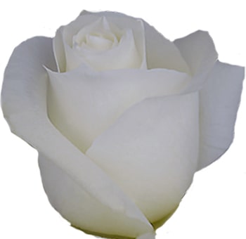 Velvety close-up of a single Proud White Biological Rose showcasing pristine, creamy-white petals and naturally elegant form.