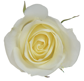 Sugar Doll white roses blend soft luxury and sweet purity, ideal for bridal arrangements and graceful flower bouquets.