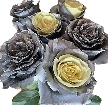 White and silver roses for holiday weddings, luxurious events, and seasonal floral gifts.