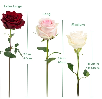 Roses by length in inches comparison – 16-20 inch, 24 inch, and 28 inch long stem roses for weddings and events