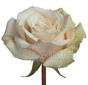 Muted Sahara roses with beige-blush tones are ideal for modern weddings, rustic floral gifts, and romantic styling.