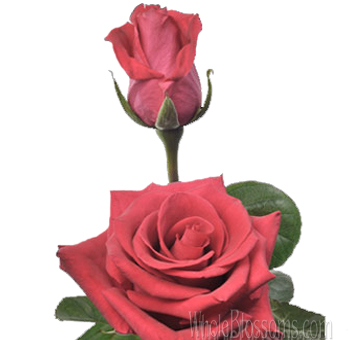 Wild One hot pink roses bursting with bold color, perfect for weddings, gifts, and luxury floral styling.