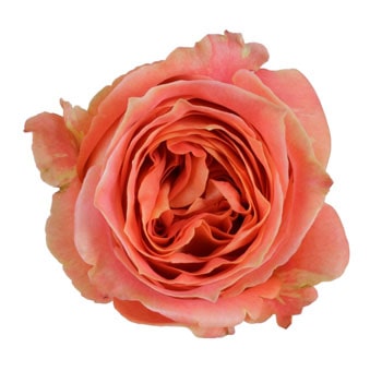 Wild Spirit coral roses blend rustic charm and passion, ideal for boho weddings, fall events, or heartfelt gifts.