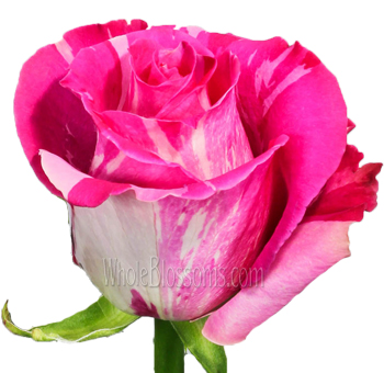 Striking Wild Topaz roses in vivid hot pink hues, ideal for weddings, statement centerpieces, and premium events.