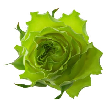 Wimbledon Dark Green Biological Roses with vibrant green petals and ruffled texture, perfect for modern weddings, eco-friendly events, and unique arrangements.