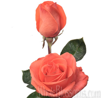 Wow orange roses with eye-catching bloom, perfect for weddings, events, and dramatic floral styling.