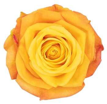 Billionaire yellow roses radiate opulence and brilliance, perfect for upscale weddings, premium events, and fresh cut gifts.