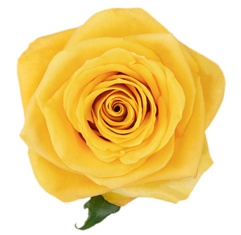 Close-up of Bumble Bee Yellow Rose with vibrant sunny yellow petals and velvety texture, perfect for weddings, cheerful events, and elegant floral designs.