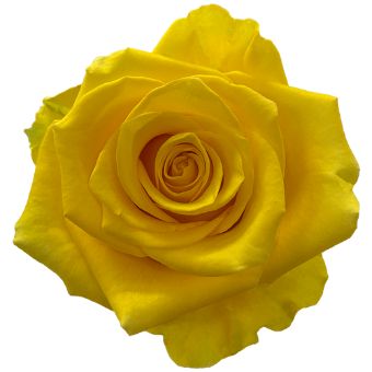 A bouquet of Light Yellow Spray Roses with multiple delicate blooms per stem, showcasing their soft golden hue.
