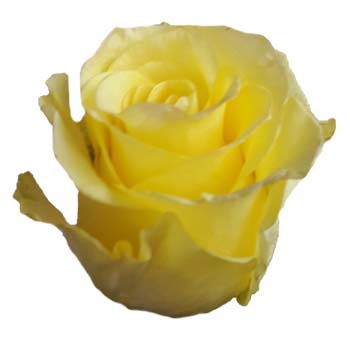 Merengue yellow roses bring rhythmic joy and sunshine charm, perfect for festive wedding designs and happy floral moments.