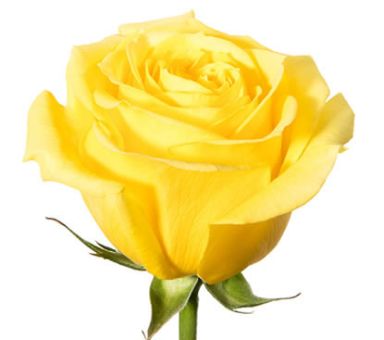 Super Sun yellow roses deliver radiant brightness, ideal for spring weddings, happy occasions, or luxe floral gifts.