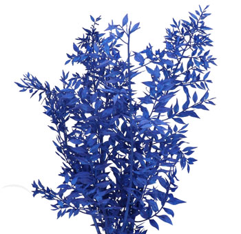 Ruscus For Sale