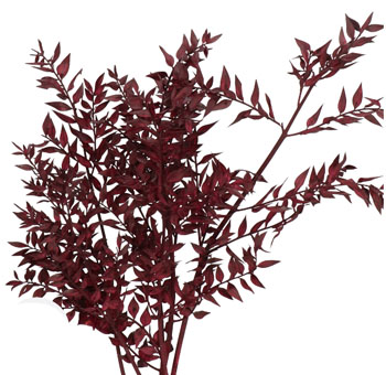 Ruscus For Sale