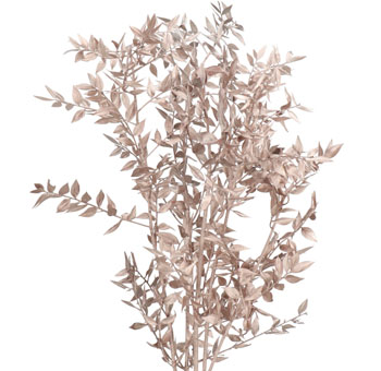 Ruscus For Sale