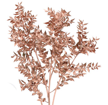 Ruscus For Sale