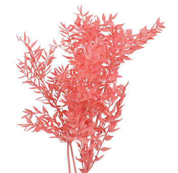 Ruscus For Sale