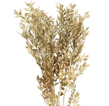 Ruscus For Sale