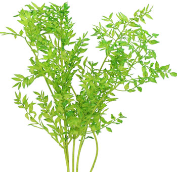 Ruscus For Sale