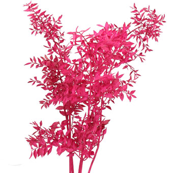 Ruscus For Sale