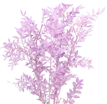 Ruscus For Sale