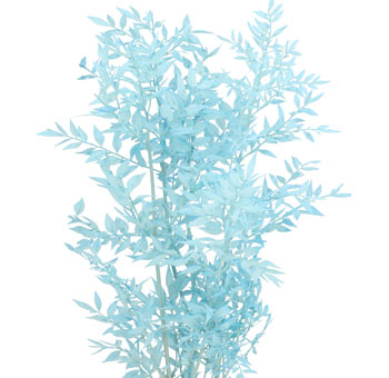 Ruscus