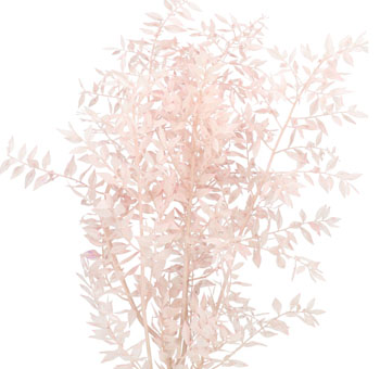 Soft pink-toned preserved foliage branches with delicate, small leaves, offering a light and whimsical look, perfect for floral arrangements or event décor.