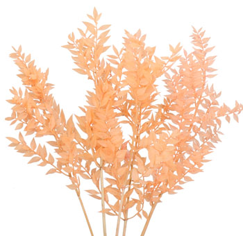 Ruscus For Sale