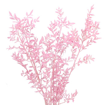 Ruscus For Sale