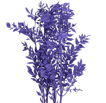 Ruscus For Sale