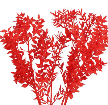 Ruscus For Sale