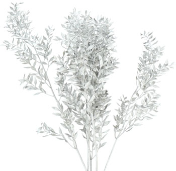 Ruscus