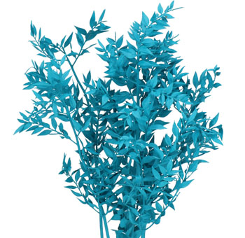 Ruscus For Sale