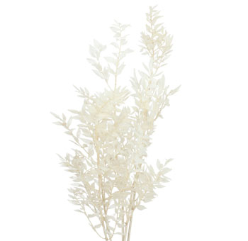 Delicate, bleached white foliage branches with small, narrow leaves, creating an elegant and airy appearance, ideal for floral arrangements or event décor.